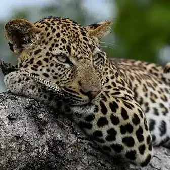Inyati Game Reserve Leopard